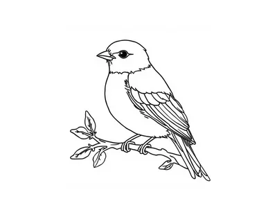 Kleurplaat volwassenen vogel